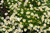 Warum Sie Gänseblümchen im Garten niemals ignorieren sollten