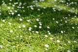Warum Sie Gänseblümchen im Garten niemals ignorieren sollten