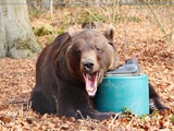 BÄREN-ALARM im Waldviertel: Bärenwald Arbesbach öffnet wieder!