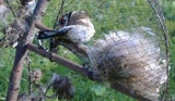 Singvogelfang-Umfrage zeigt: Drei Viertel dagegen