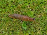Nacktschnecken im Garten? Wer das jetzt pflanzt, hat das restliche Jahr Ruhe