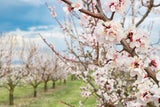 Wachau: Die Marillenblüte 2026 ist das ultimative Frühlings-Highlight!