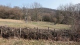 Salzwiese