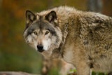 Erster Angriff seit Wiederansiedlung: Wolf beißt Frau in Hamburg