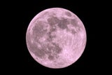 Pink Moon