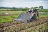 Gemüse