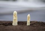 Viele Spargelköpfe schauen derzeit noch nicht aus der Erde.