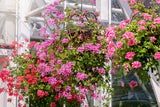 Vom Winterquartier in den Garten: Ab wann dürfen Ihre Pflanzen wirklich ins Freie?