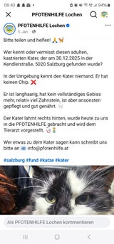 Kater nach 3 Monaten zu Hause