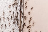 Ameisen im Haus? Mit DIESEM simplen Küchen-Trick verschwinden sie sofort