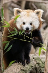 Liebes-Glück in Schönbrunn: Fesches Panda-Mädel für einsamen Junggesellen