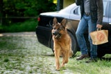 "Kommissar Rex": Comeback am 13. April