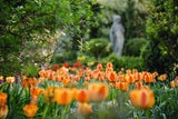 Tulpen-Expertin verrät: So bekommen Sie den schönsten Frühlingsgarten