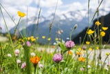 Frühlingserwachen: Die besten Wanderungen für das 20-Grad-Wochenende in Österreich