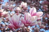 Marille, Magnolie & Co: Die schönsten Bäume für den eigenen Garten