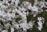 Marille, Magnolie & Co: Die schönsten Bäume für den eigenen Garten