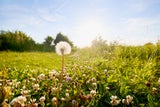 Hätten wir NIE gedacht: Was der Löwenzahn wirklich über Ihren Garten verrät