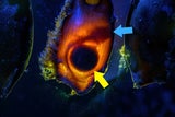 Im Inneren der Bambushai-Eier lassen sich der Dotter (gelber Pfeil) und der Embryo (blauer Pfeil markiert die Schnauzenspitze) gut erkennen.  