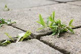 Blitzschnell unkrautfrei: So befreien Sie Ihren Außenbereich von Moos, Algen und Co.