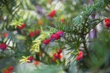 Gift-Falle im Garten: Diese beliebten Pflanzen sind lebensgefährlich