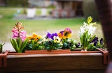 Aprilwetter? Diese robusten Balkonpflanzen überleben jeden Nachtfrost