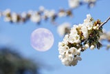 Vollmond am 1. Mai 2026: Diese Sternzeichen profitieren JETZT am meisten