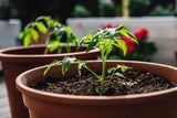 Vorsicht: Ab dann dürfen Tomaten WIRKLICH ins Freie