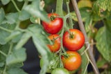 Vorsicht: Ab dann dürfen Tomaten WIRKLICH ins Freie