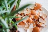 Warum diese 5 Küchenabfälle der perfekte Dünger für Ihre Pflanzen sind