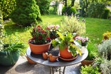 Diese Pflanzfehler machen derzeit alle - und sie ruinieren den Garten!