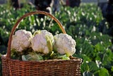 Im Mai: Diese regionalen Superfoods müssen jetzt in Ihren Einkaufskorb