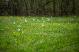 Gärtnern für Faule: So schaffen Sie den perfekten Naturgarten