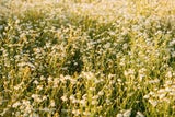 Gärtnern für Faule: So schaffen Sie den perfekten Naturgarten