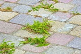 Unkraut-Alarm auf der Terrasse? So lösen Sie das Problem dauerhaft