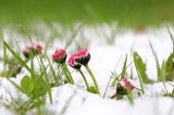 Wann sind die Eisheiligen 2026? Alle Termine und Tipps für Ihren Garten-Start