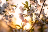 Wann sind die Eisheiligen 2026? Alle Termine und Tipps für Ihren Garten-Start
