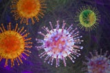 Hantavirus: Harvard-Experten warnen vor unterschätzter Übertragung