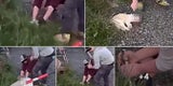 Katzen Killer