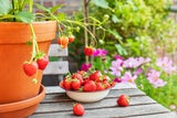 Süße Ernte garantiert: Das ist der beste Zeitpunkt, um Erdbeeren zu pflanzen