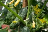 Gurken und Tomaten pflanzen wie Profis: Darauf kommt es wirklich an