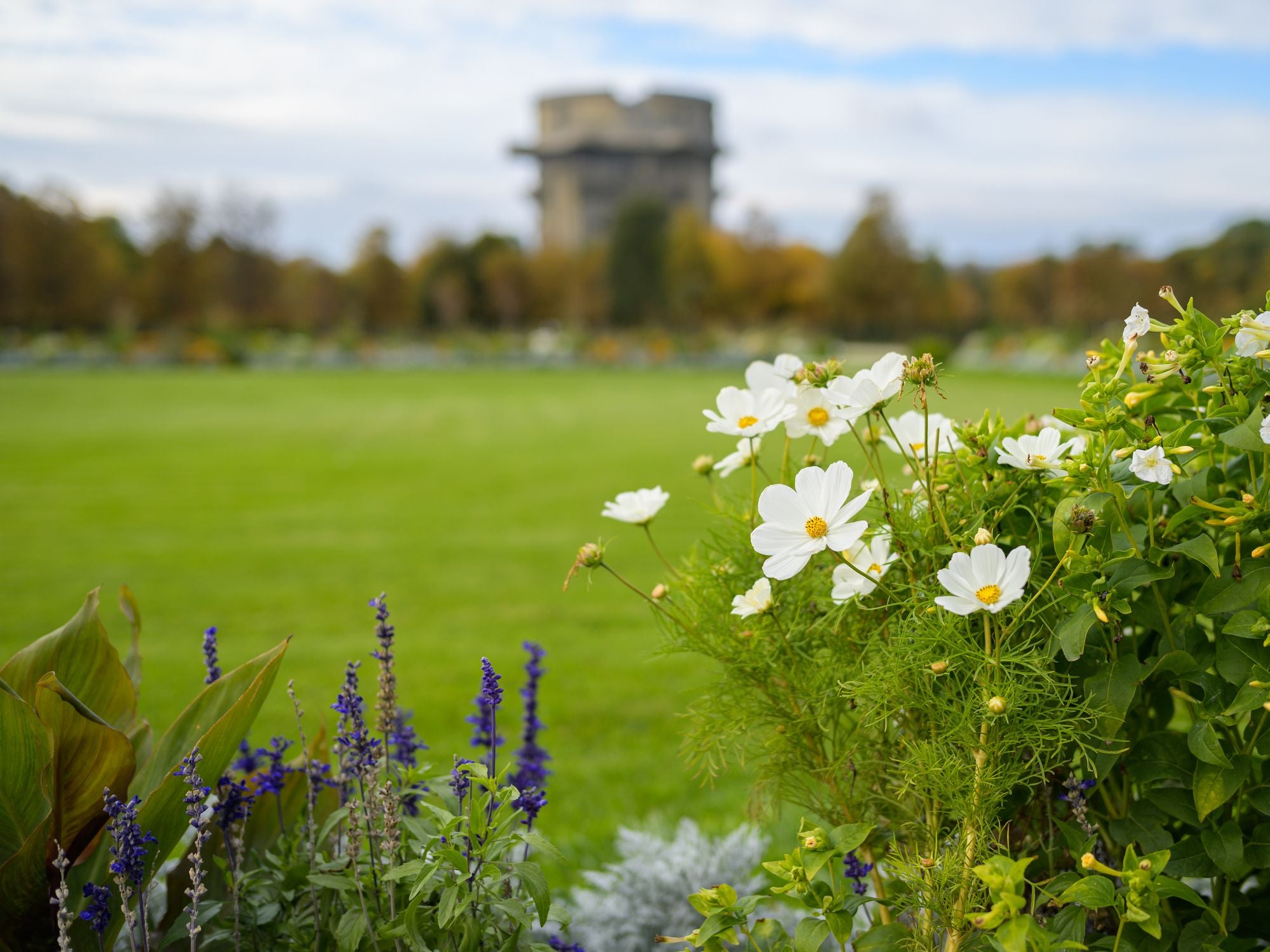 Naturnahe Blumenwiesen schaffen mitten in der Stadt wertvolle Lebensräume für Bienen, Schmetterlinge und Vögel.