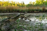Das Eberschüttwasser in der Lobau ist zum ersten Mal seit 2017 so weit ausgetrocknet, dass es in zwei Teile geteilt wurde.  