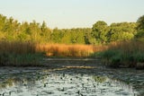 Der WWF fordert rasche Maßnahmen gegen Austrocknung der Unteren Lobau.
