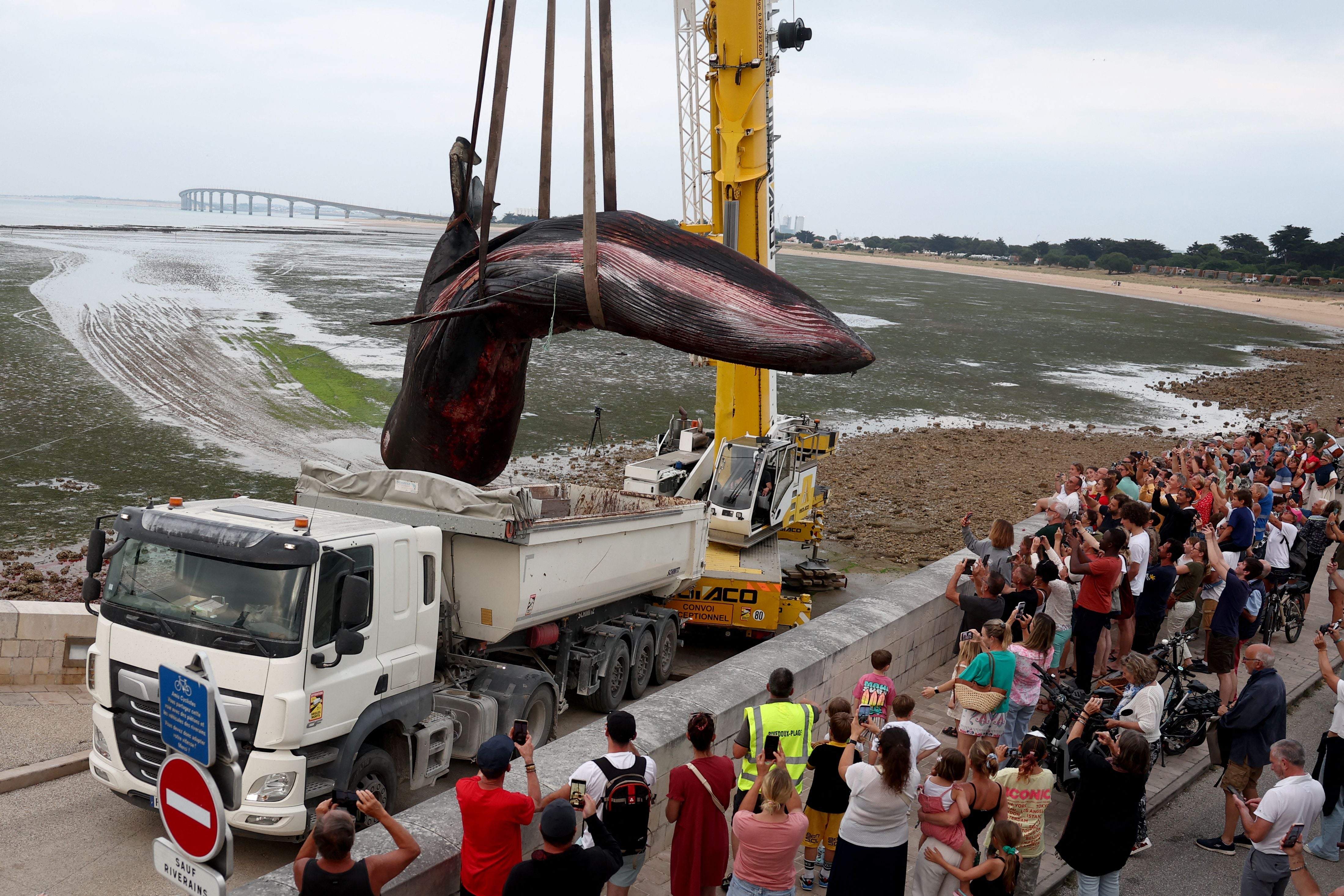 This photograph shows the carcass of a female whale, weighing over 12 tons and measuring 10 meters in length, lifted out of the ocean by a crane and loaded onto a truck at Rivedoux, off France's western Atlantic coast, on May 30, 2026. A ten-meter-long female whale washed ashore and diedon a beach on the Île de Ré, according to information released on May 29 by the Charente-Maritime prefecture and the national stranding network. (Photo by ROMAIN PERROCHEAU / AFP)