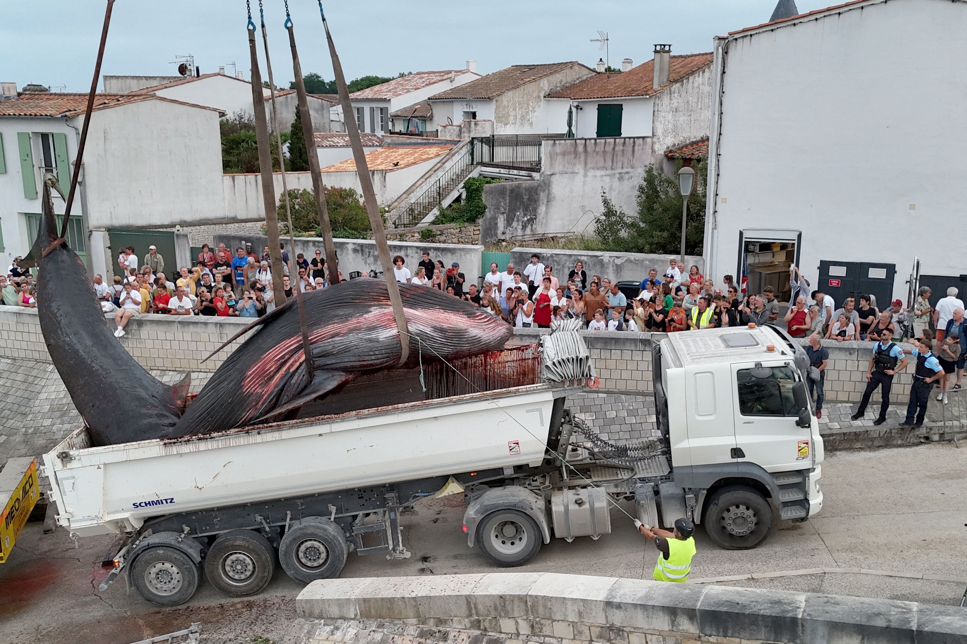 This aerial photograph shows the carcass of a female whale, weighing over 12 tons and measuring 10 meters in length, lifted out of the ocean by a crane and loaded onto a truck at Rivedoux, off France's western Atlantic coast, on May 30, 2026. A ten-meter-long female whale washed ashore and died on a beach on the Île de Ré, according to information released on May 29 by the Charente-Maritime prefecture and the national stranding network. (Photo by ROMAIN PERROCHEAU / AFP)