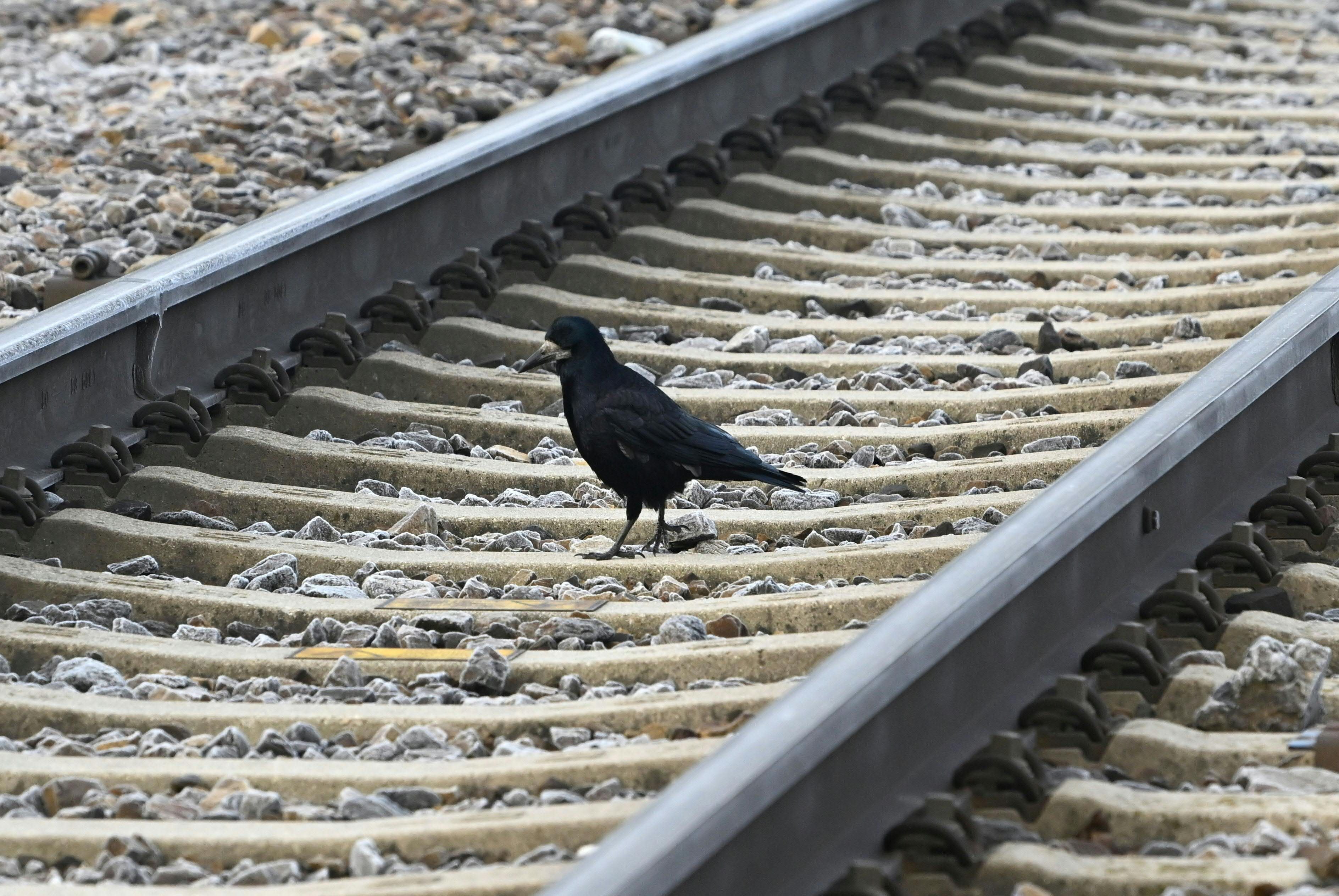 ABD0189_20221128 - ST. PÖLTEN - ÖSTERREICH: Aufgrund der gescheiterten Verhandlungen zu einem neuen Bahn-KV gibt es am Montag, 28. November 2022, einen ganztägigen, österreichweiten Warnstreik der Eisenbahner. Im Bild: Ein schwarzer Vogel auf den Gleisanlagen am Bahnhof in St. Pölten. - FOTO: APA/HELMUT FOHRINGER