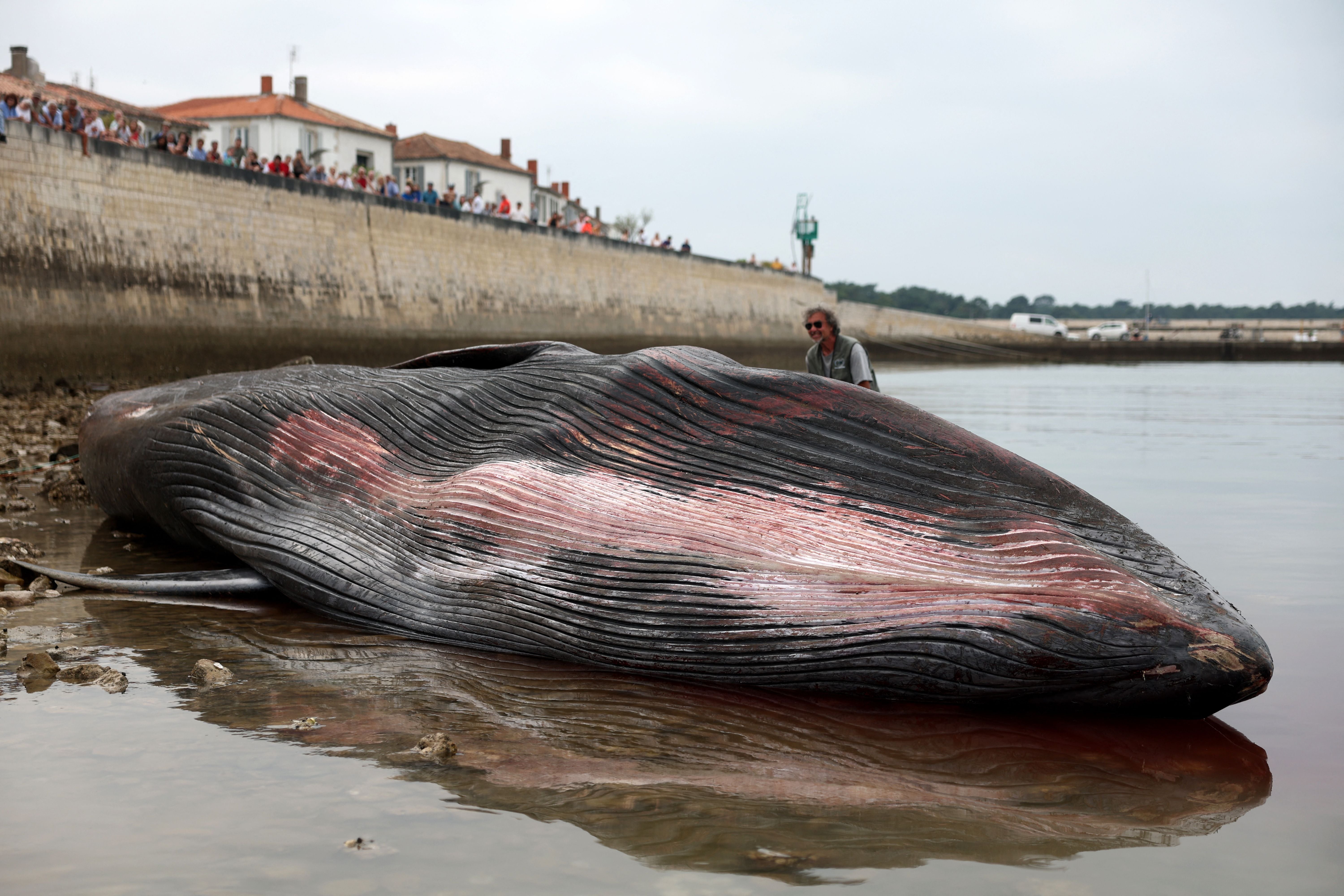 This photograph shows the carcass of a female whale, weighing over 12 tons and measuring 10 meters in length, lying on the beach at Rivedoux, off France's western Atlantic coast, on May 30, 2026. A ten-meter-long female whale washed ashore and died on a beach on the Île de Ré, according to information released on May 29 by the Charente-Maritime prefecture and the national stranding network. (Photo by ROMAIN PERROCHEAU / AFP)