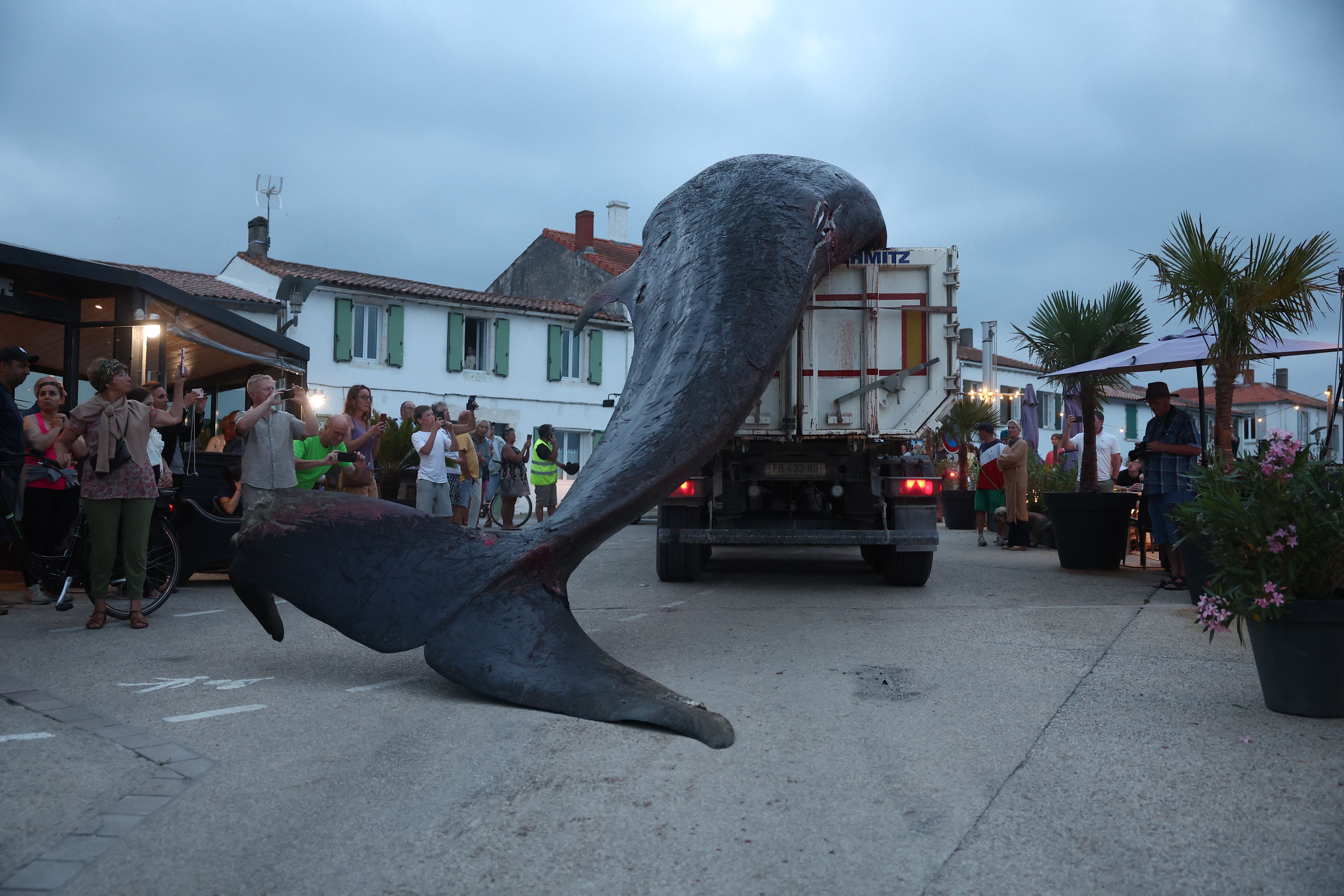 This photograph shows the carcass of a female whale, weighing over 12 tons and measuring 10 meters in length, lifted out of the ocean by a crane and loaded onto a truck at Rivedoux, off France's western Atlantic coast, on May 30, 2026. A ten-meter-long female whale washed ashore and died on a beach on the Île de Ré, according to information released on May 29 by the Charente-Maritime prefecture and the national stranding network. (Photo by ROMAIN PERROCHEAU / AFP)