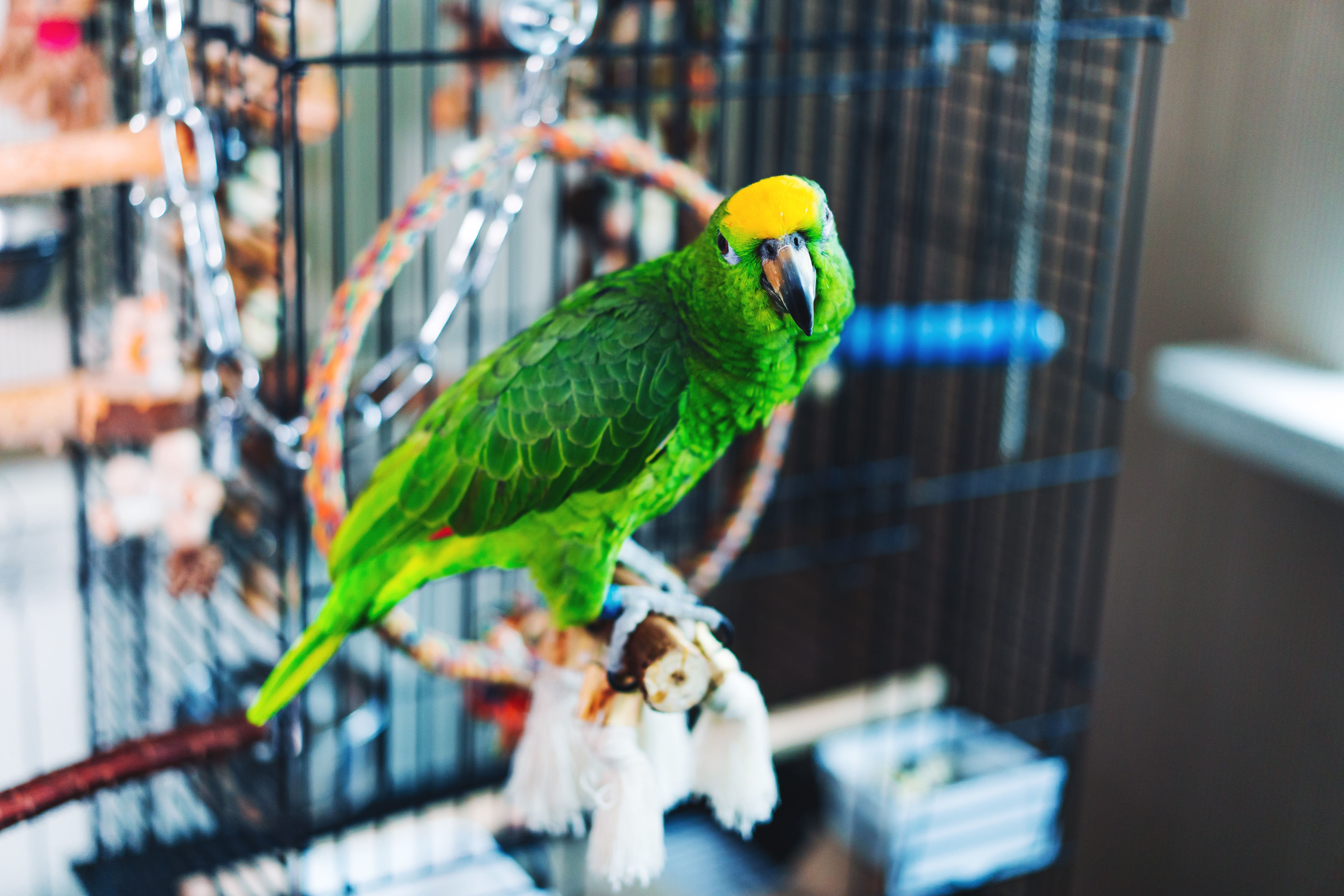 Vibrant green Amazon parrot perched on its toy-laden stand inside a cage, surrounded by bright and playful accessories, creating a lively and cheerful ambiance.