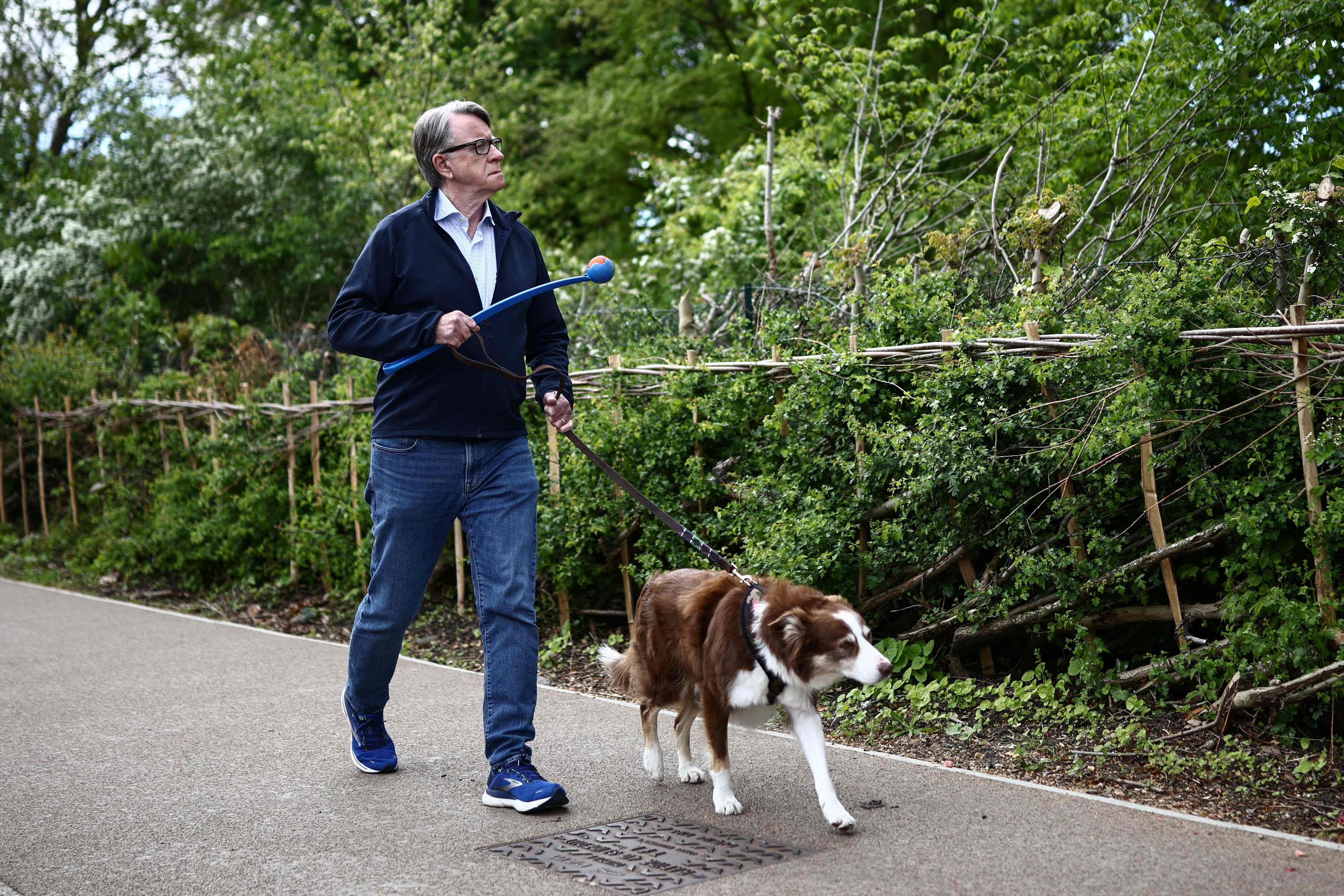 (FILES) Former UK ambassador to the United States, Peter Mandelson, walks his dog near his residence in central London on April 20, 2026. British ministers braced on June 1, 2026 for the release of potentially embarrassing documents relating to Prime Minister Keir Starmer's controversial appointment of Peter Mandelson as envoy to the US. (Photo by Henry NICHOLLS / AFP)